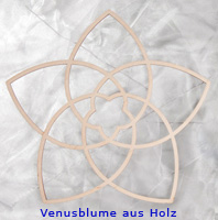    Venusblume  Blume der Liebe    