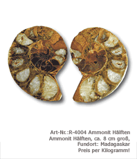 Ammonit  