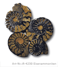 Ammonit   