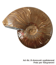 Ammonit  