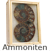  ammoniten