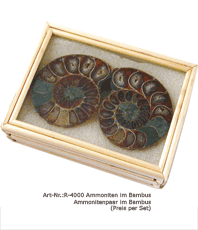 Ammonit opalisierend   Ammonit Hälften  Eisenammoniten Goniatit Fossilien  edelsteine   