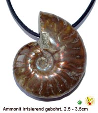Ammonit                                                   