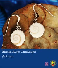   Shiva Muschel  Ohrhänger      