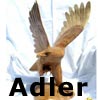   Adler