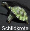      Schildkröte